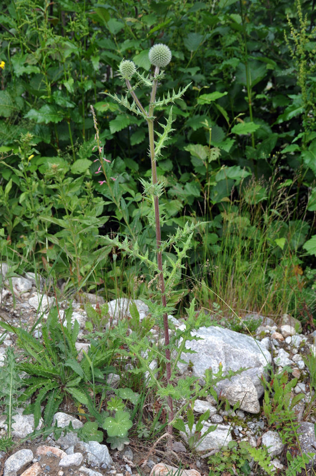 Изображение особи Echinops sphaerocephalus.