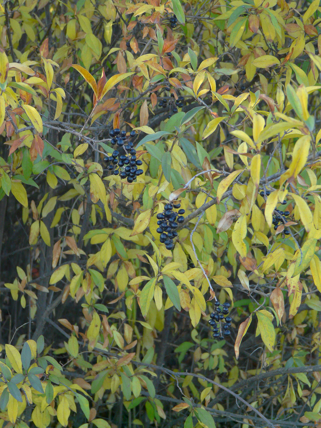 Image of Ligustrum vulgare specimen.