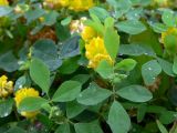 Trifolium campestre. Верхушки цветущих растений. Приморский край, о. Русский, песчано-галечный берег мыса Поспелова. 01.08.2016.