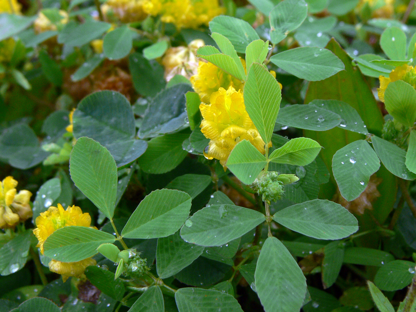 Изображение особи Trifolium campestre.