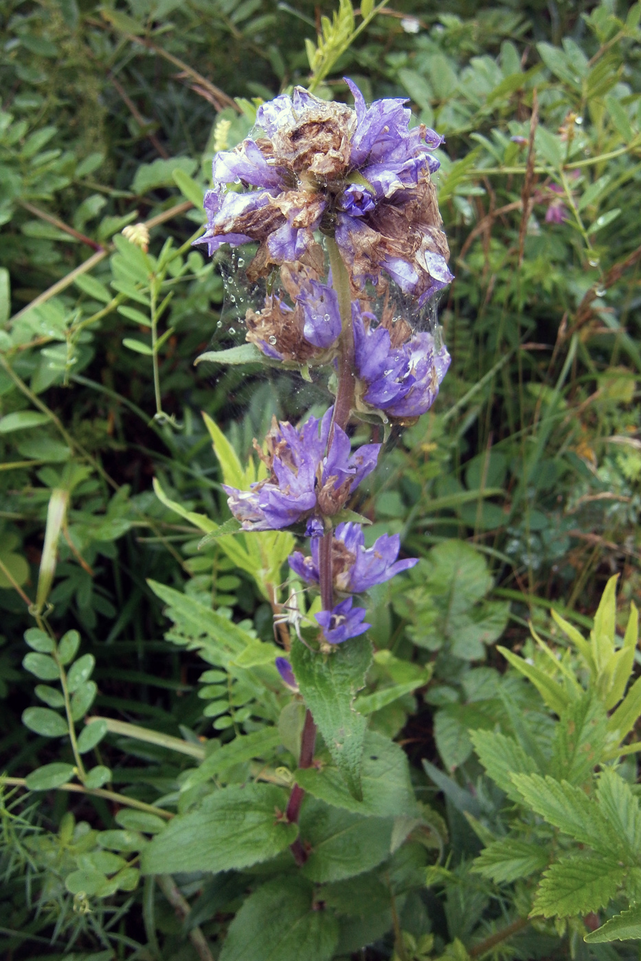 Изображение особи Campanula cephalotes.