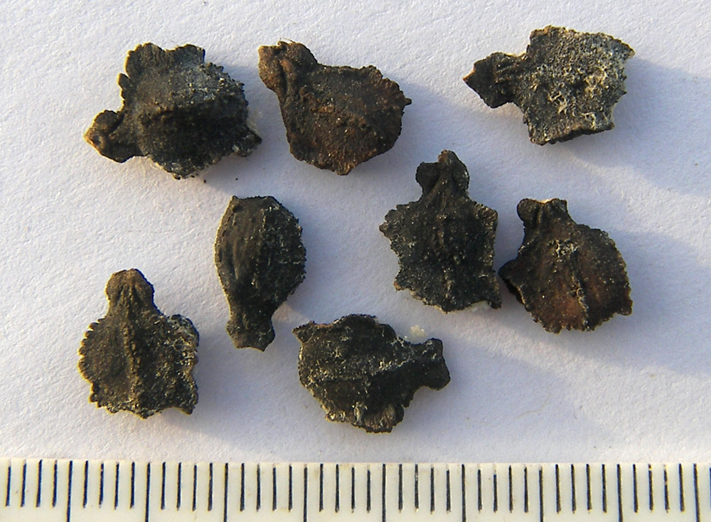 Image of Cyclanthera pedata specimen.