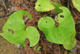 Asarum heterotropoides