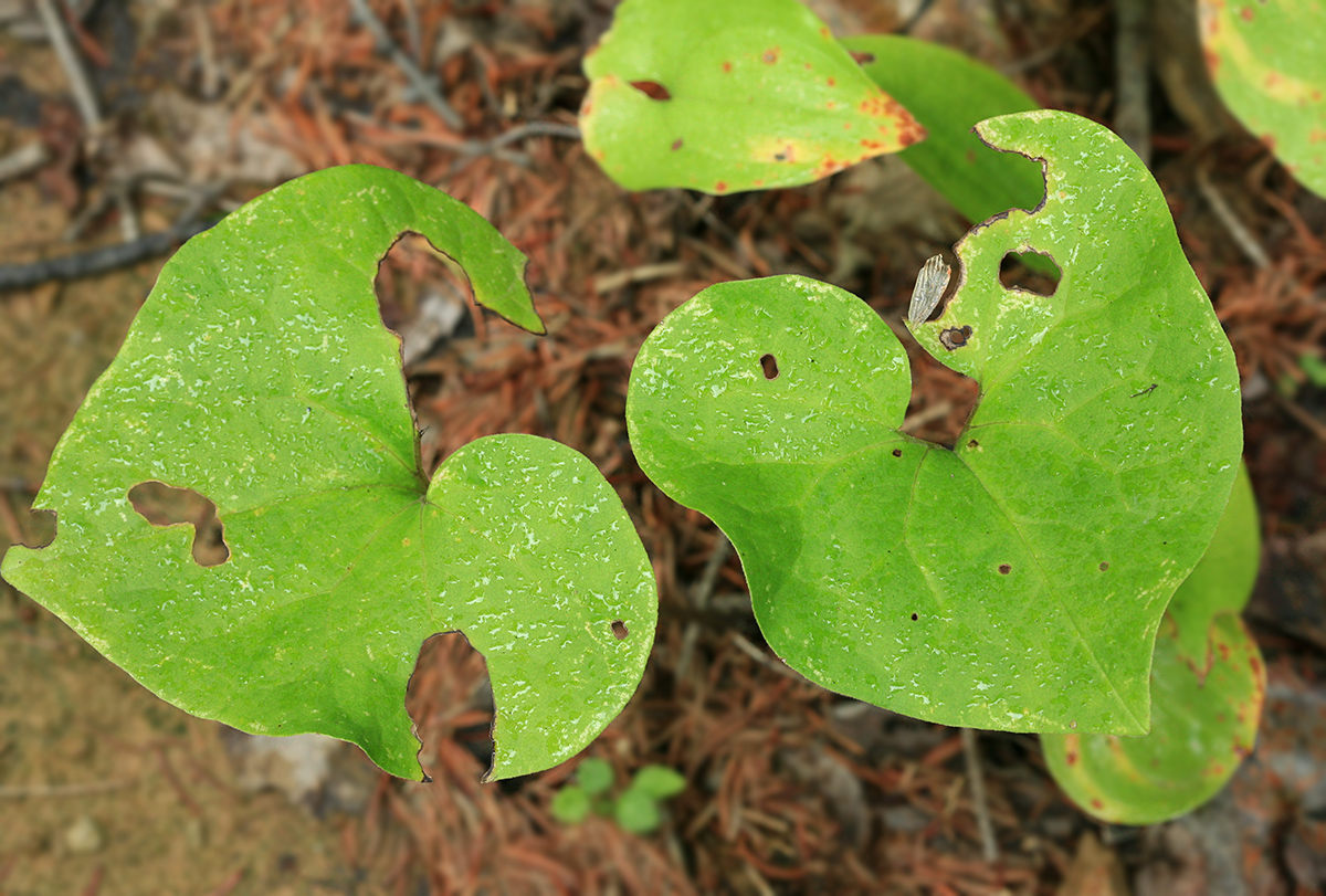 Изображение особи Asarum heterotropoides.