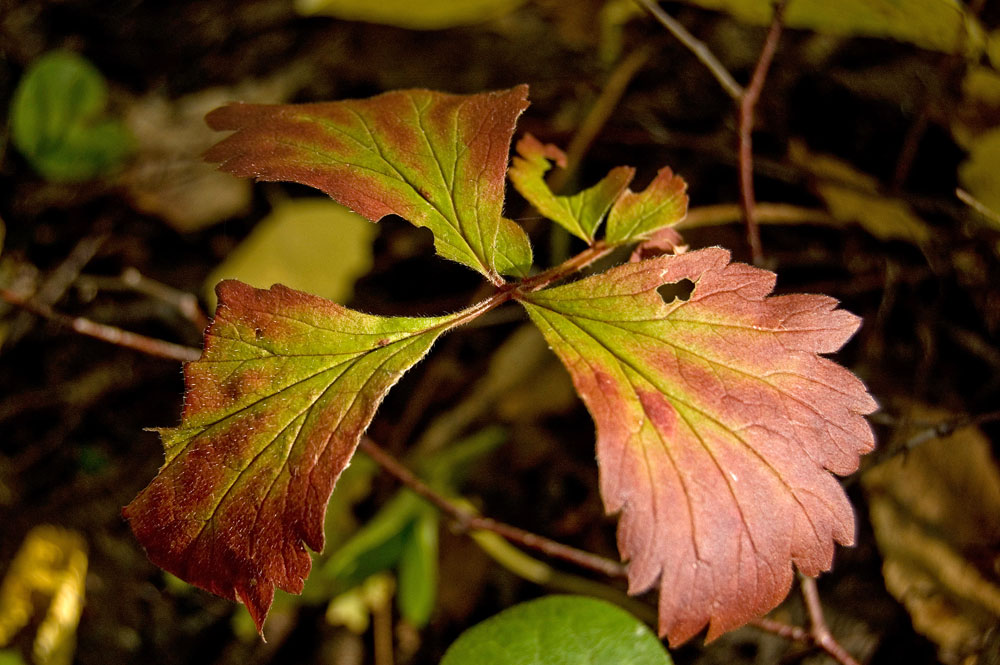 Image of Geum urbanum specimen.