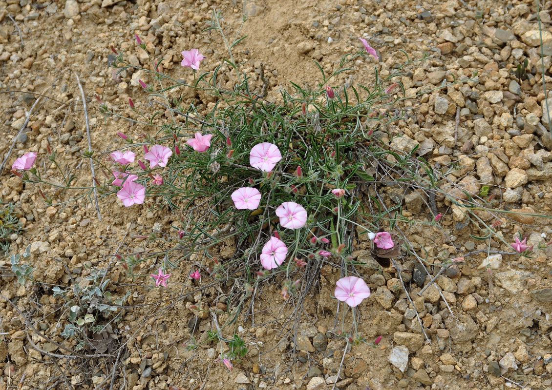 Изображение особи Convolvulus cantabrica.