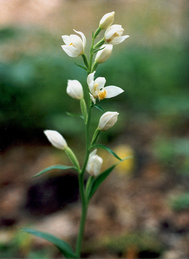 Изображение особи Cephalanthera damasonium.