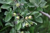 Pyrus elaeagrifolia. Верхушка ветви с плодами. Крым, Бахчисарайский р-н, гора Тепе-Кермен, опушка дубового леса. 09.06.2016.