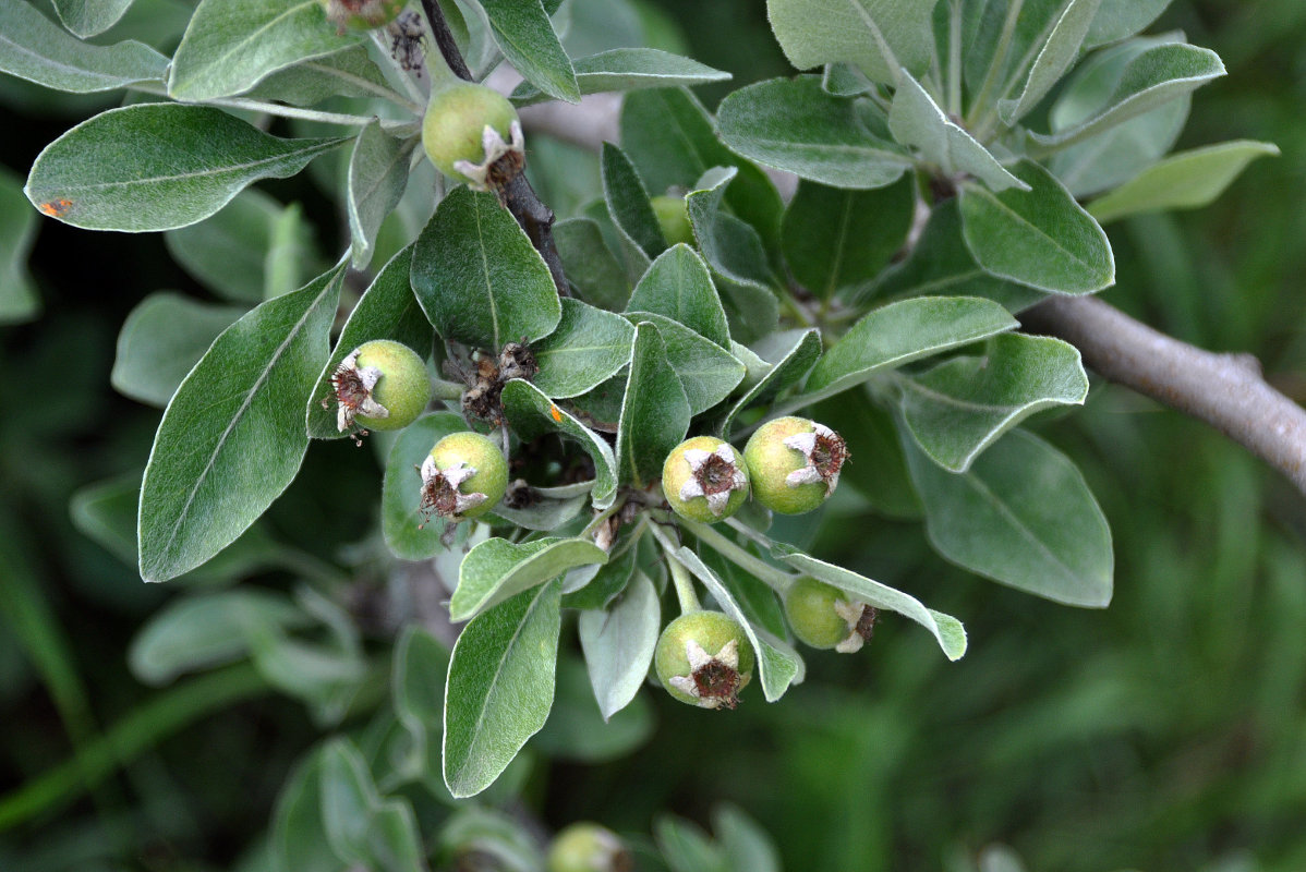 Image of Pyrus elaeagrifolia specimen.