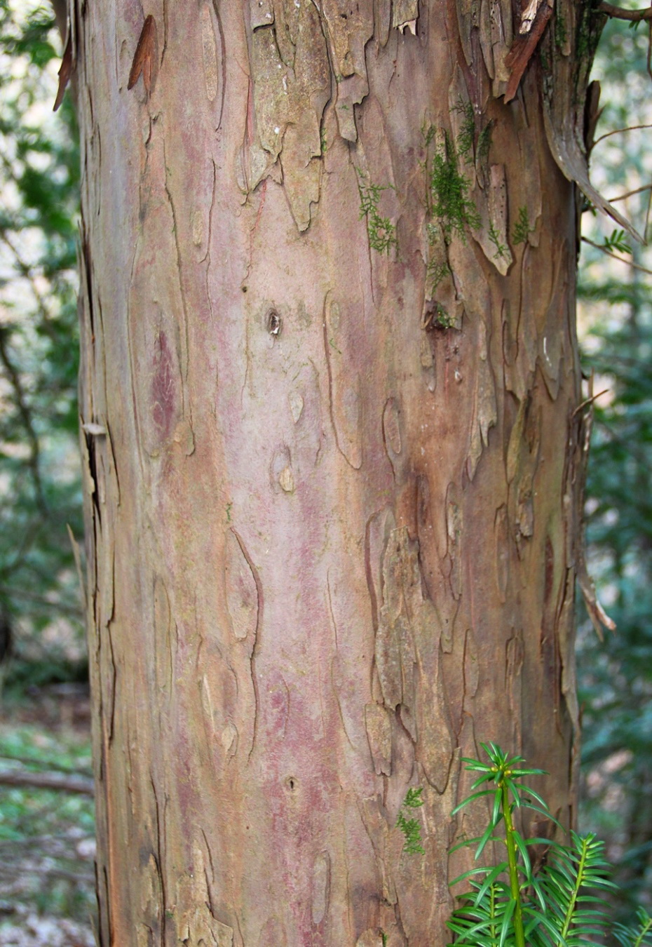 Image of Taxus baccata specimen.