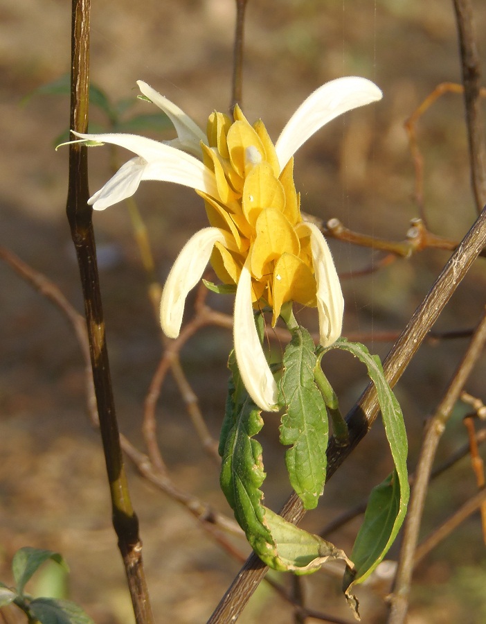 Image of Pachystachys lutea specimen.