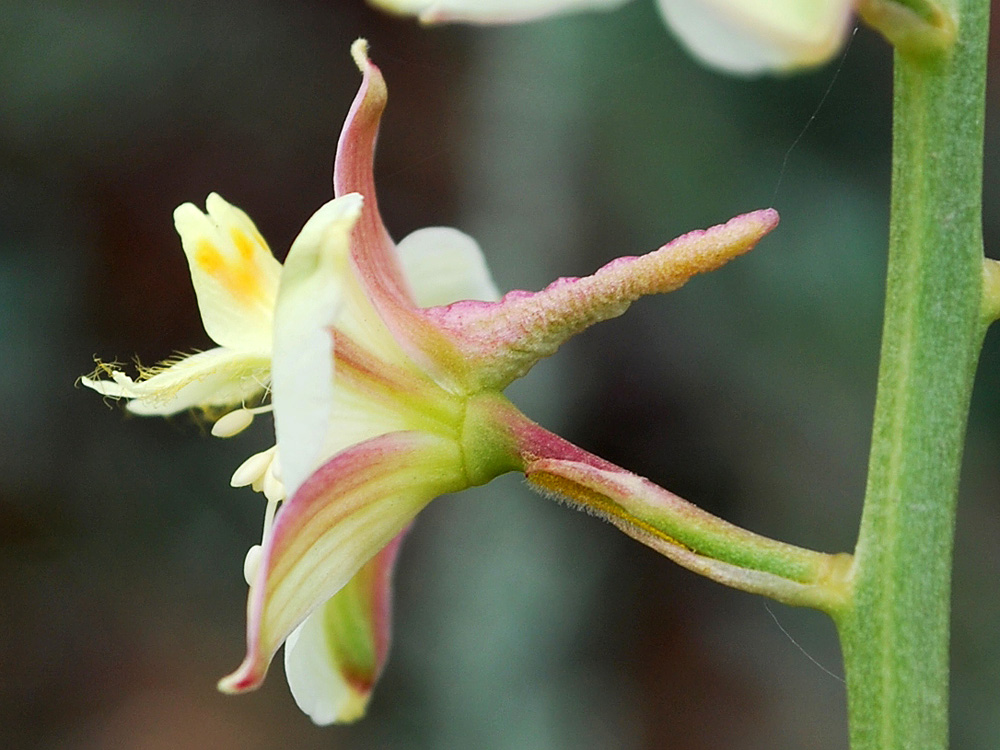 Image of Delphinium semibarbatum specimen.