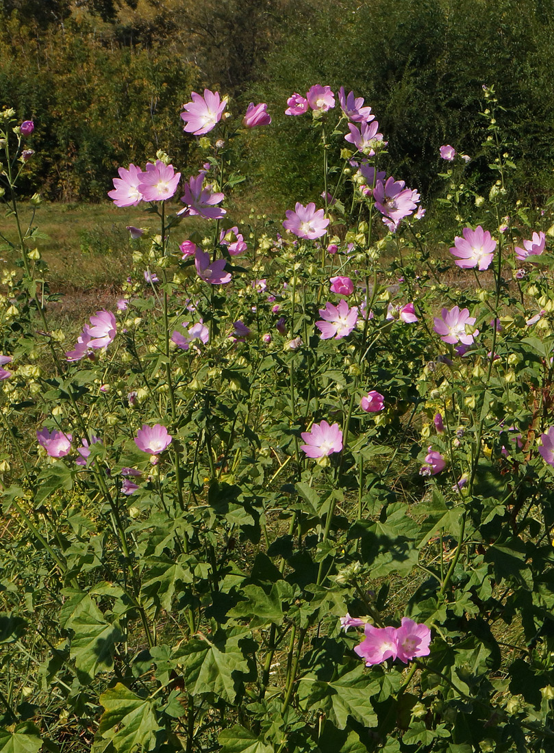 Image of Malva thuringiaca specimen.