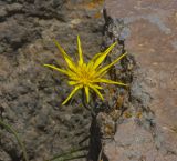 Tragopogon