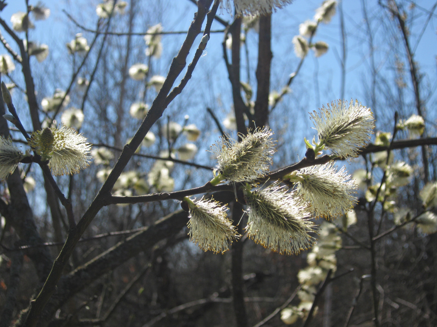 Image of Salix caprea specimen.