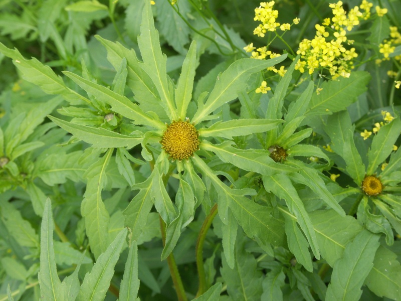 Изображение особи Bidens radiata.