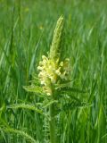 Pedicularis kaufmannii. Верхушка цветущего растения. Нижегородская обл., Починковский р-н, окр. с. Новоспасское, правый берег р. Рудня, ур. Кожекладка, луг в основании открытых склонов. 6 июня 2015 г.