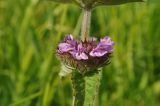 Clinopodium chinense