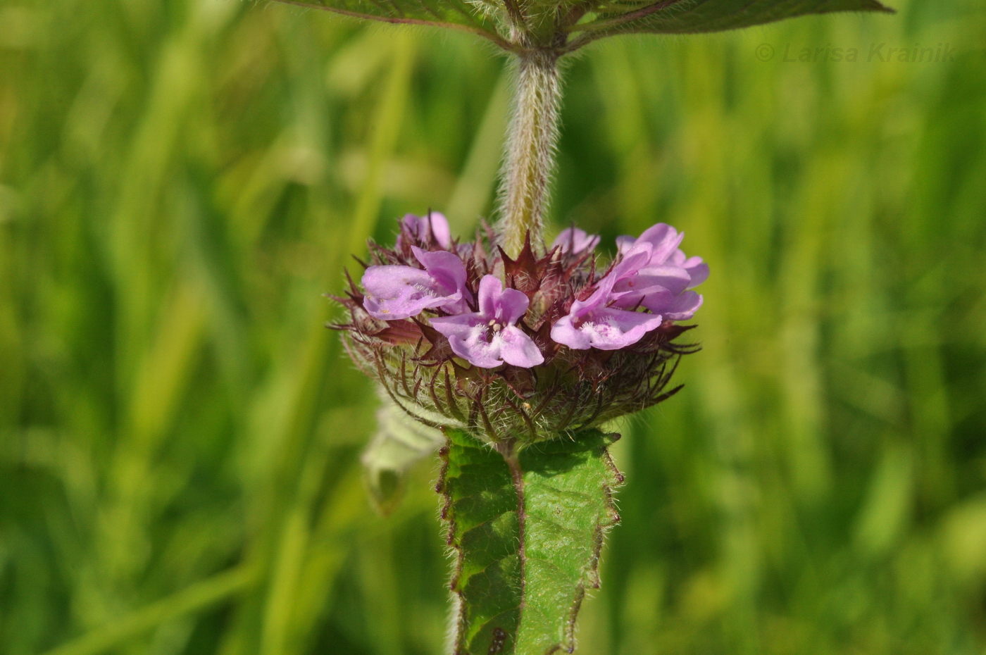 Image of Clinopodium chinense specimen.