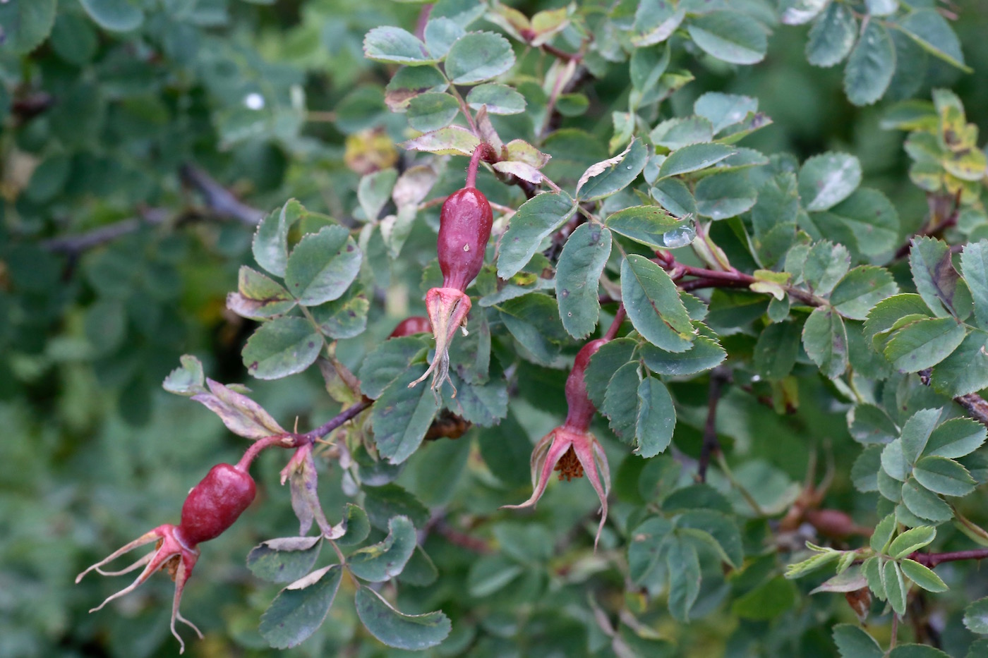 Image of Rosa fedtschenkoana specimen.