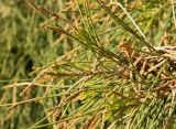 Casuarina cunninghamiana. Верхушка веточки с мужскими соцветиями. Испания, автономное сообщество Эстремадура, провинция Бадахос, г. Бадахос, озеленение. Январь.