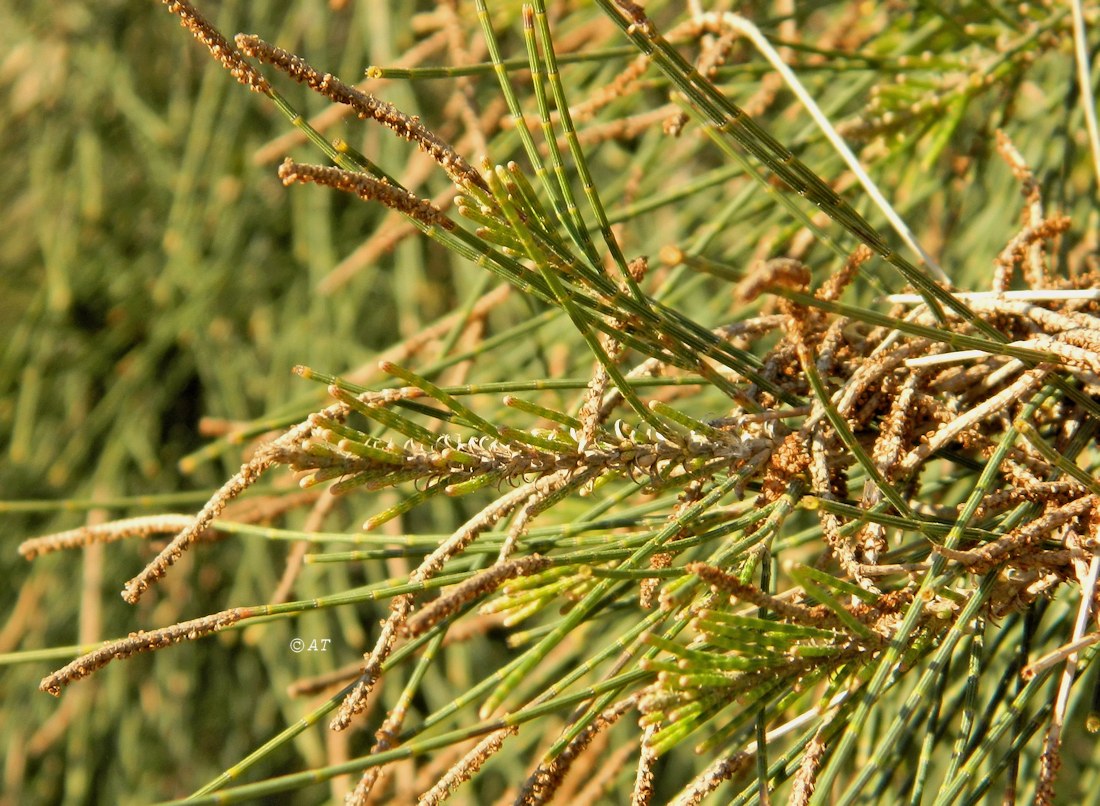 Изображение особи Casuarina cunninghamiana.