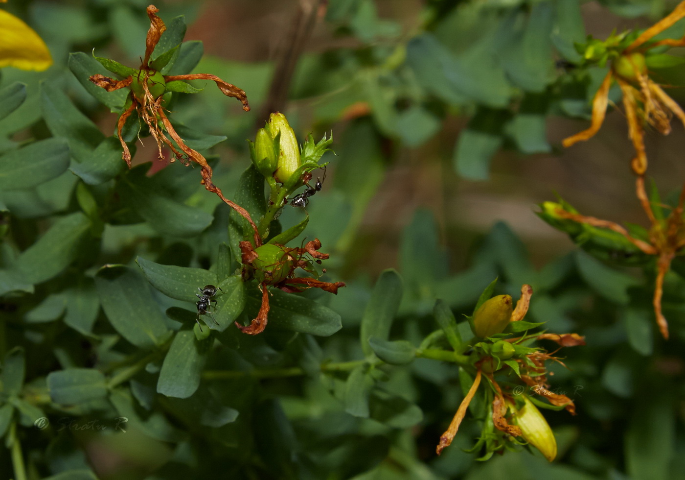 Image of Hypericum perforatum specimen.