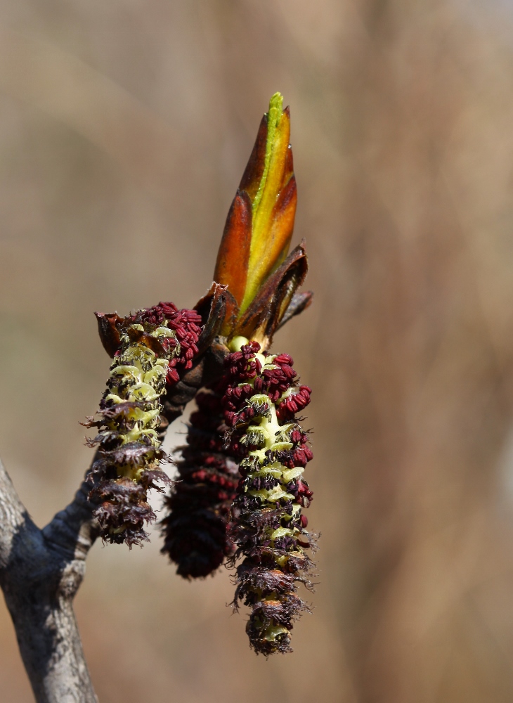 Image of Populus suaveolens specimen.