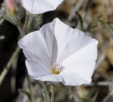 genus Convolvulus