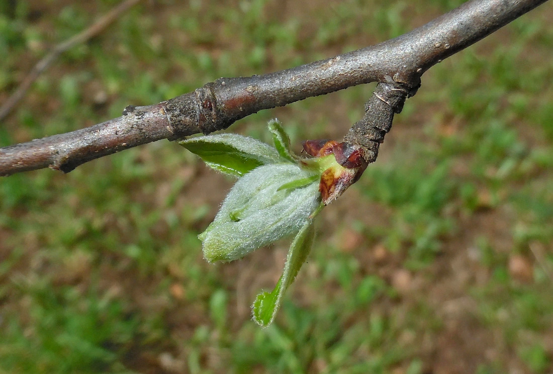 Изображение особи Malus domestica.