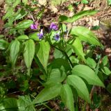 Lathyrus vernus