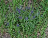 Ajuga genevensis