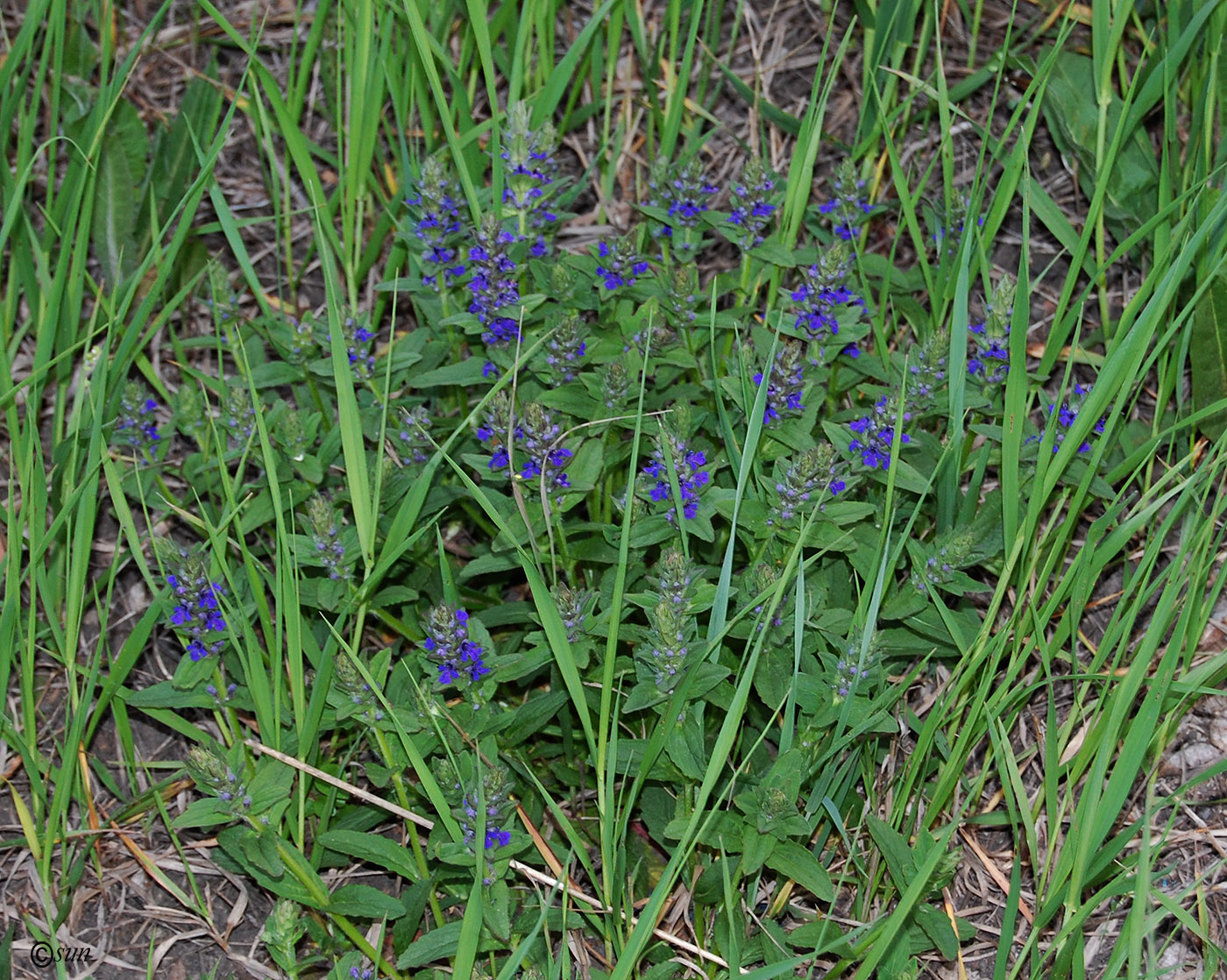 Image of Ajuga genevensis specimen.