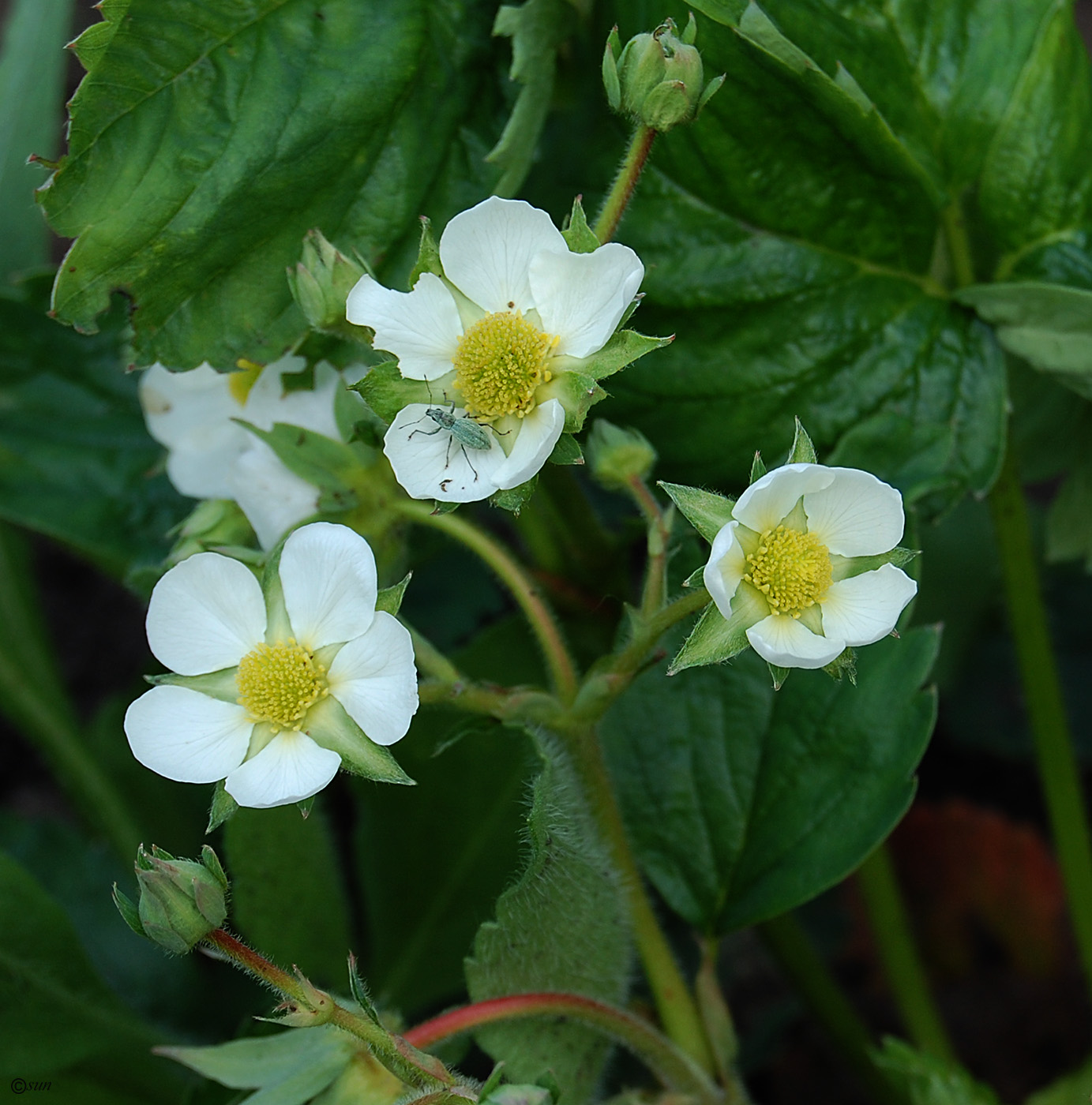 Image of Fragaria &times; ananassa specimen.
