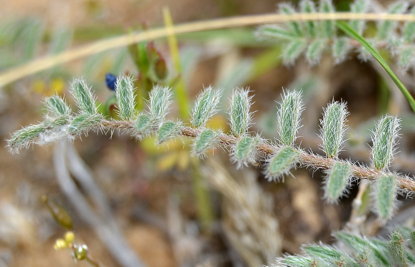 Image of Astragalus dolichophyllus specimen.
