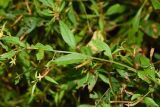 Ludwigia hyssopifolia