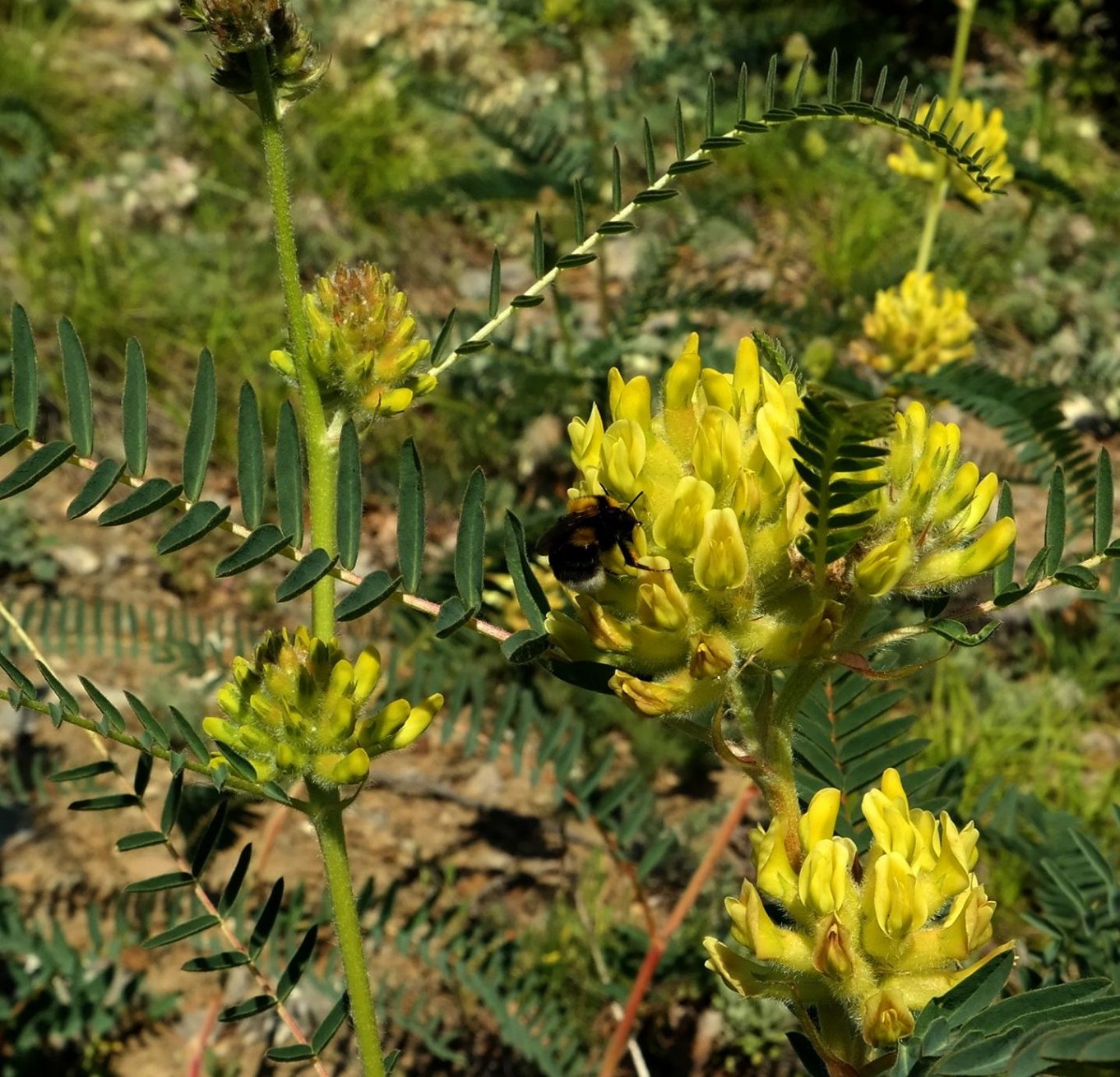 Изображение особи Astragalus ponticus.