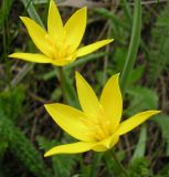 Tulipa biebersteiniana