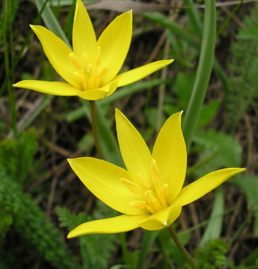 Изображение особи Tulipa biebersteiniana.