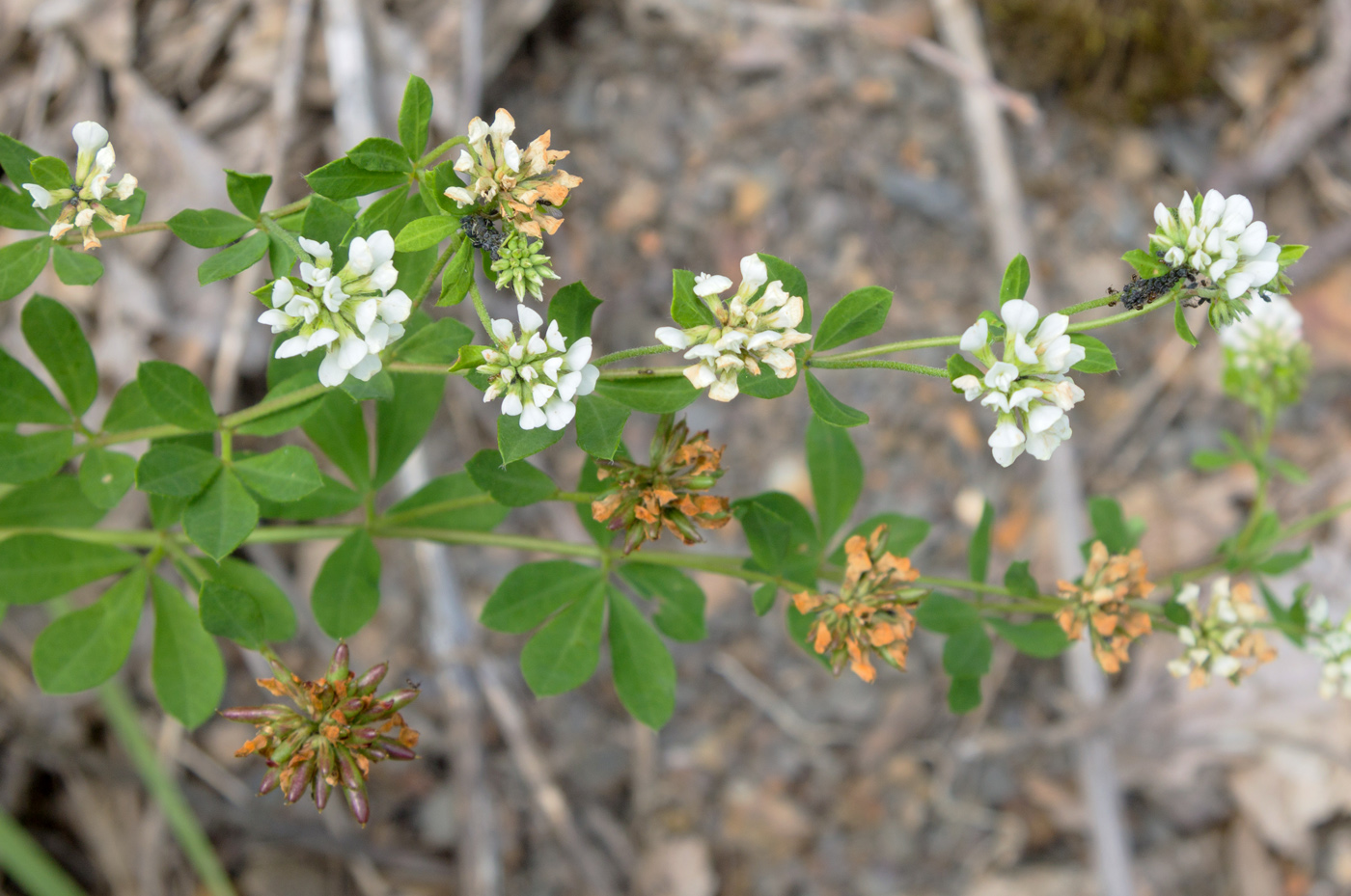 Изображение особи Dorycnium graecum.