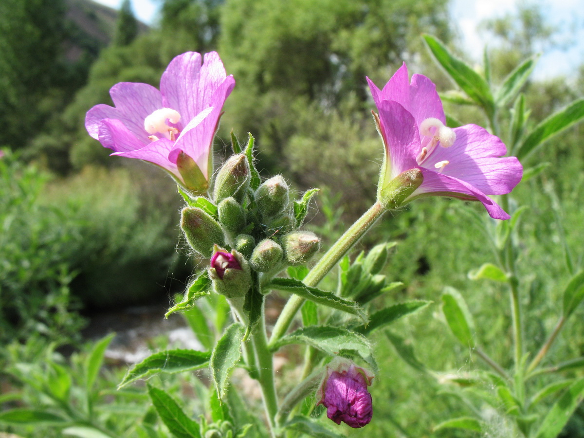 Изображение особи Epilobium hirsutum.