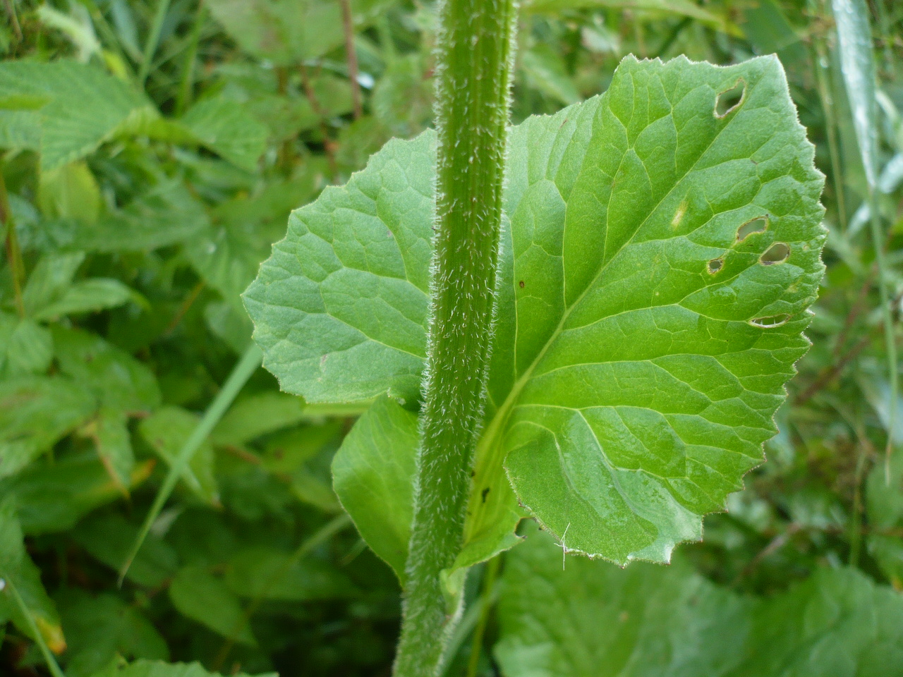 Image of Ligularia sibirica specimen.