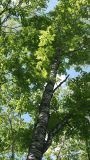 Sorbus sibirica