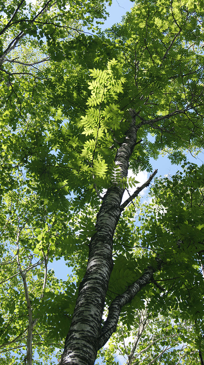 Image of Sorbus sibirica specimen.