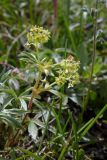 Alchemilla sericea