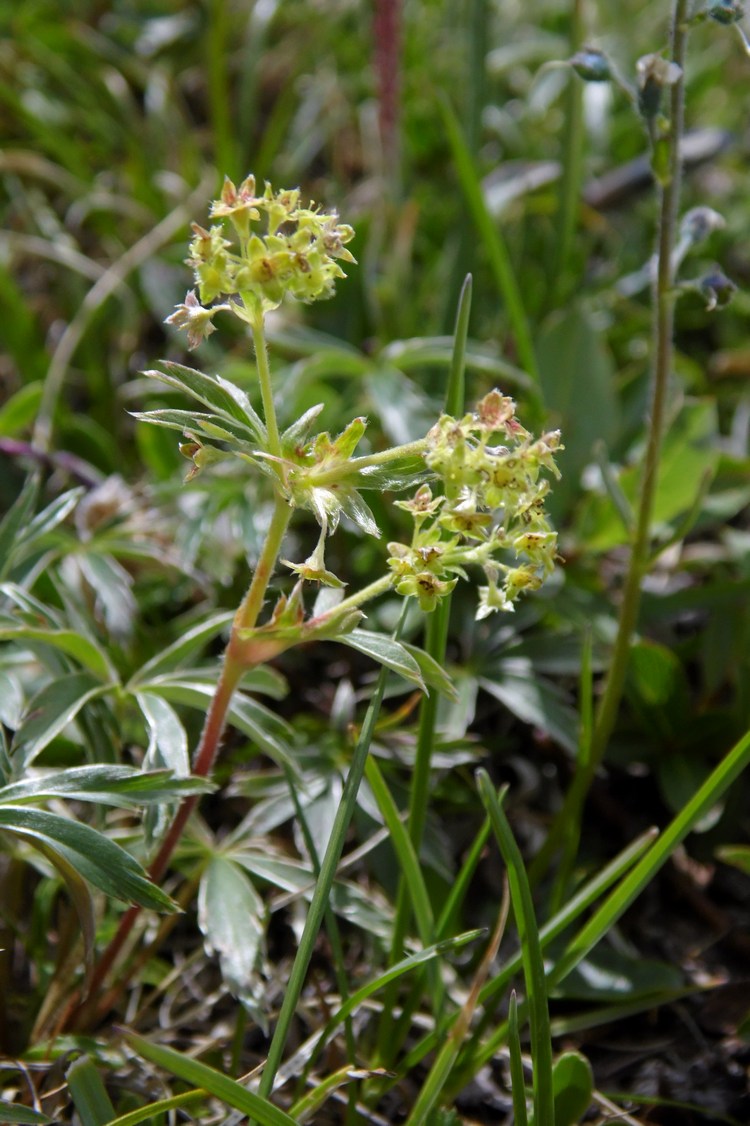 Image of Alchemilla sericea specimen.