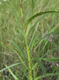 Hieracium filifolium