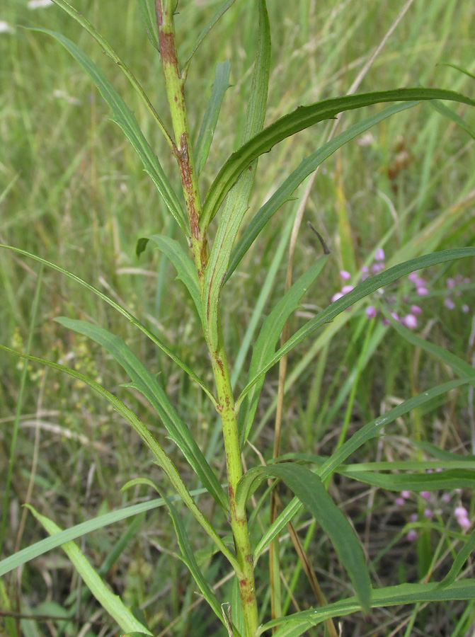 Изображение особи Hieracium filifolium.