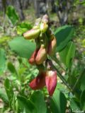 Lathyrus rotundifolius