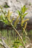 Salix triandra. Часть ветви с мужскими соцветиями. Ленинградская обл., Кировский р-н, дер. Васильково; долина р. Лава, сырой луг на известняке близ берега реки. 04.06.2017.